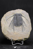 20055 - Beautiful 3.51 Inch Selenopeltis macrophtalma Upper Ordovician Trilobite