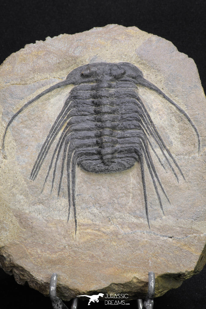 20055 - Beautiful 3.51 Inch Selenopeltis macrophtalma Upper Ordovician Trilobite