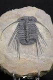 20055 - Beautiful 3.51 Inch Selenopeltis macrophtalma Upper Ordovician Trilobite
