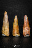 08181 - Great Collection of 3 Spinosaurus Dinosaur Teeth Cretaceous KemKem Beds
