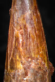 08181 - Great Collection of 3 Spinosaurus Dinosaur Teeth Cretaceous KemKem Beds