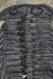 20055 - Beautiful 3.51 Inch Selenopeltis macrophtalma Upper Ordovician Trilobite