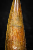 08181 - Great Collection of 3 Spinosaurus Dinosaur Teeth Cretaceous KemKem Beds