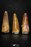 08181 - Great Collection of 3 Spinosaurus Dinosaur Teeth Cretaceous KemKem Beds