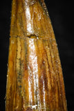 08181 - Great Collection of 3 Spinosaurus Dinosaur Teeth Cretaceous KemKem Beds