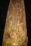 08181 - Great Collection of 3 Spinosaurus Dinosaur Teeth Cretaceous KemKem Beds