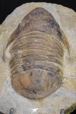 20056 - Top Rare 3.70 Inch Parabarrandia aff. crassa Middle Ordovician Trilobite