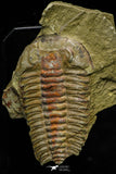 21123 - Museum Grade Euloma filacovi with Preserved Antennae Lower Ordovician Trilobite