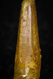 08182 - Great Collection of 3 Spinosaurus Dinosaur Teeth Cretaceous KemKem Beds