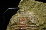 21123 - Museum Grade Euloma filacovi with Preserved Antennae Lower Ordovician Trilobite
