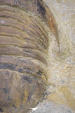 20056 - Top Rare 3.70 Inch Parabarrandia aff. crassa Middle Ordovician Trilobite