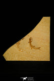 30158 - Beatiful Association of 2 Leptolepis sprattiformis Fossil Fishes - Jurassic Solnhofen