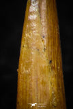 08182 - Great Collection of 3 Spinosaurus Dinosaur Teeth Cretaceous KemKem Beds
