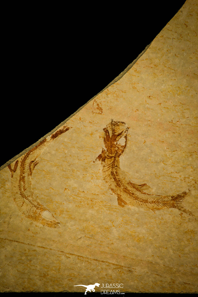 30158 - Beatiful Association of 2 Leptolepis sprattiformis Fossil Fishes - Jurassic Solnhofen