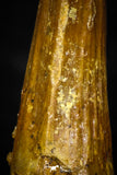 08182 - Great Collection of 3 Spinosaurus Dinosaur Teeth Cretaceous KemKem Beds