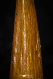 08182 - Great Collection of 3 Spinosaurus Dinosaur Teeth Cretaceous KemKem Beds