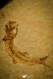 30158 - Beatiful Association of 2 Leptolepis sprattiformis Fossil Fishes - Jurassic Solnhofen