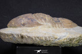 20056 - Top Rare 3.70 Inch Parabarrandia aff. crassa Middle Ordovician Trilobite