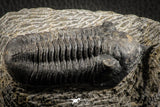 07155 - Rare 2.96 Inch Morocconites malladoides Middle Devonian Trilobite