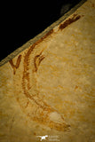 30158 - Beatiful Association of 2 Leptolepis sprattiformis Fossil Fishes - Jurassic Solnhofen