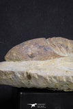 20056 - Top Rare 3.70 Inch Parabarrandia aff. crassa Middle Ordovician Trilobite