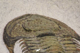 20057 - Top Rare 1.74 Inch Neltneria termieri Early Cambrian Redlichiid Trilobite
