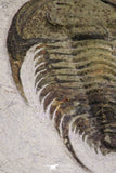 20057 - Top Rare 1.74 Inch Neltneria termieri Early Cambrian Redlichiid Trilobite