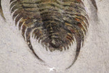 20057 - Top Rare 1.74 Inch Neltneria termieri Early Cambrian Redlichiid Trilobite