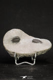 20059 - Top Quality 2 Associated Basseiarges mellishae Middle Devonian Trilobites