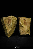 21127 - Rare Bavarilla zemmourensis Lower Ordovician Trilobite Fezouata Fm