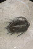 20059 - Top Quality 2 Associated Basseiarges mellishae Middle Devonian Trilobites