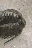 20059 - Top Quality 2 Associated Basseiarges mellishae Middle Devonian Trilobites