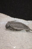 20059 - Top Quality 2 Associated Basseiarges mellishae Middle Devonian Trilobites