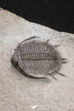 20059 - Top Quality 2 Associated Basseiarges mellishae Middle Devonian Trilobites
