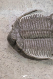 20059 - Top Quality 2 Associated Basseiarges mellishae Middle Devonian Trilobites