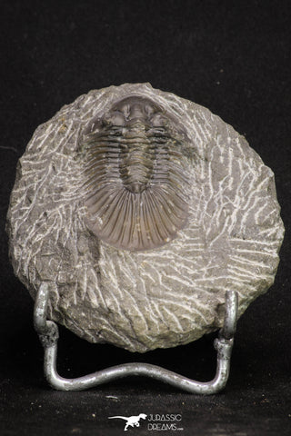20060 - Top Quality 1.74 Inch Platyscutellum sp Lower Devonian Trilobite