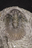 20060 - Top Quality 1.74 Inch Platyscutellum sp Lower Devonian Trilobite