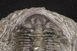 20060 - Top Quality 1.74 Inch Platyscutellum sp Lower Devonian Trilobite