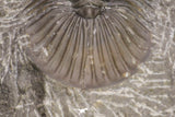20060 - Top Quality 1.74 Inch Platyscutellum sp Lower Devonian Trilobite
