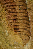 21127 - Rare Bavarilla zemmourensis Lower Ordovician Trilobite Fezouata Fm