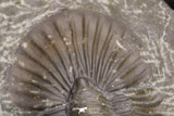20060 - Top Quality 1.74 Inch Platyscutellum sp Lower Devonian Trilobite