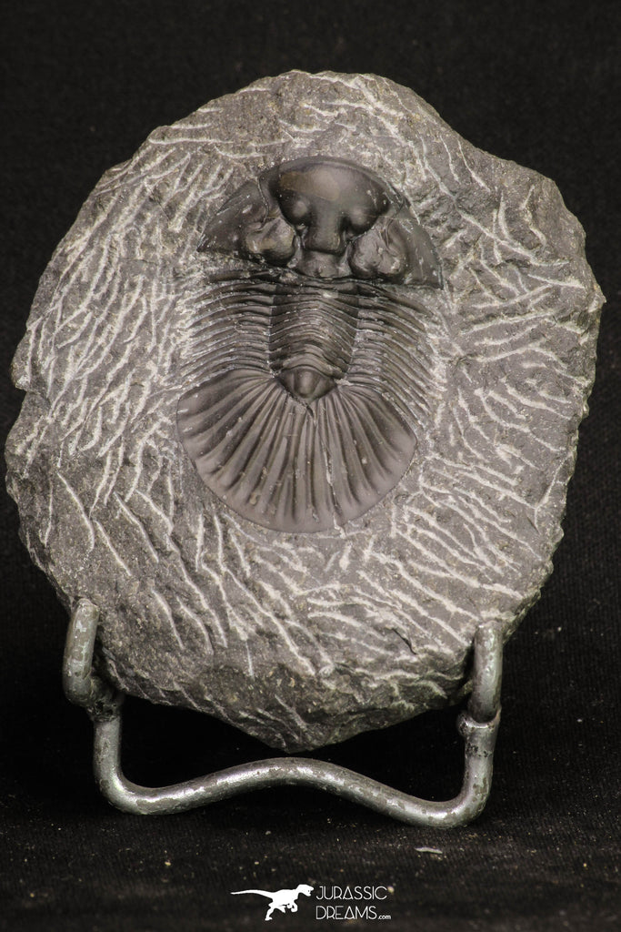 20061 - Top Quality 1.74 Inch Platyscutellum sp Lower Devonian Trilobite