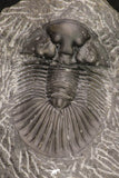 20061 - Top Quality 1.74 Inch Platyscutellum sp Lower Devonian Trilobite