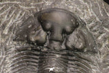 20061 - Top Quality 1.74 Inch Platyscutellum sp Lower Devonian Trilobite