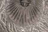 20061 - Top Quality 1.74 Inch Platyscutellum sp Lower Devonian Trilobite