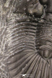 20061 - Top Quality 1.74 Inch Platyscutellum sp Lower Devonian Trilobite