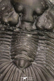 20061 - Top Quality 1.74 Inch Platyscutellum sp Lower Devonian Trilobite