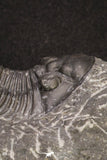 20061 - Top Quality 1.74 Inch Platyscutellum sp Lower Devonian Trilobite