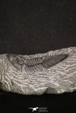 20061 - Top Quality 1.74 Inch Platyscutellum sp Lower Devonian Trilobite