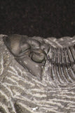 20061 - Top Quality 1.74 Inch Platyscutellum sp Lower Devonian Trilobite
